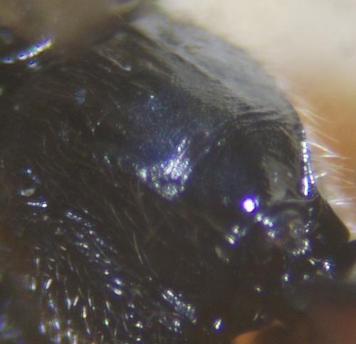 Schizopyga circulator